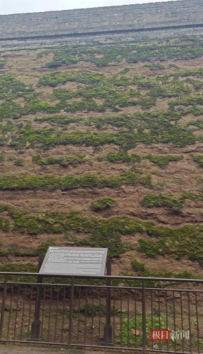 菇大雁塔受潮城墙布满青苔气象局解释成因开元棋牌西安连续一个多月降雨遍地长蘑(图5)