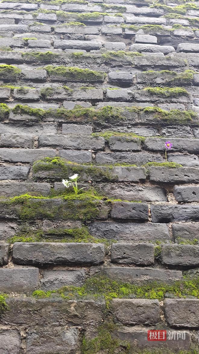 菇大雁塔受潮城墙布满青苔气象局解释成因开元棋牌西安连续一个多月降雨遍地长蘑(图4)