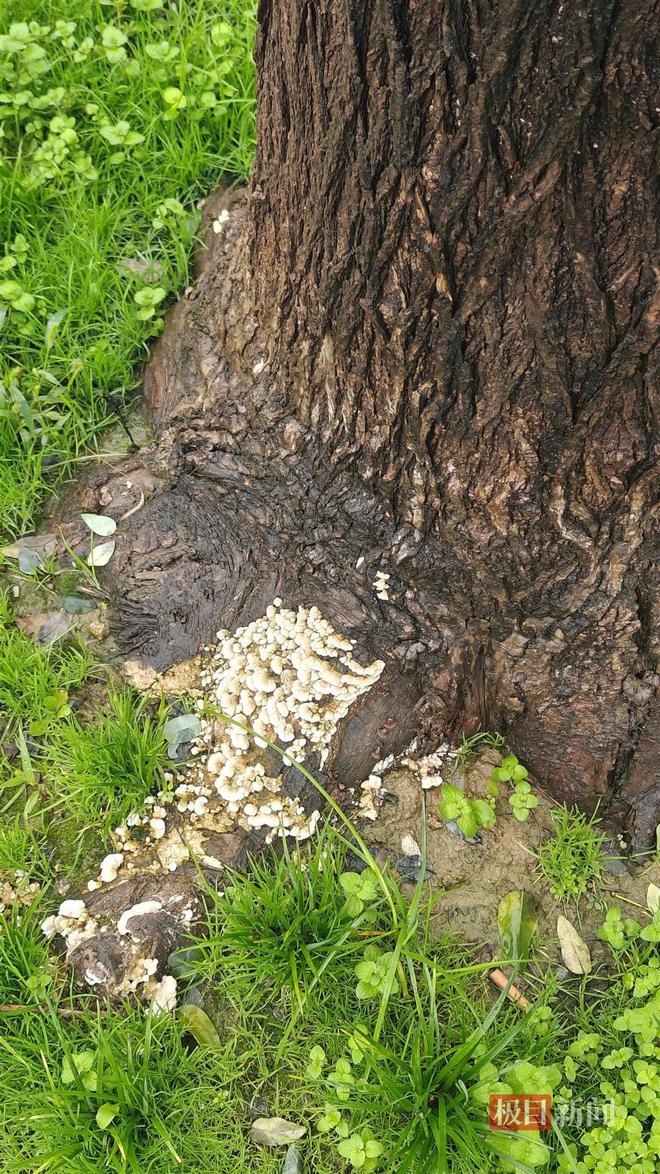 菇大雁塔受潮城墙布满青苔气象局解释成因开元棋牌西安连续一个多月降雨遍地长蘑(图3)